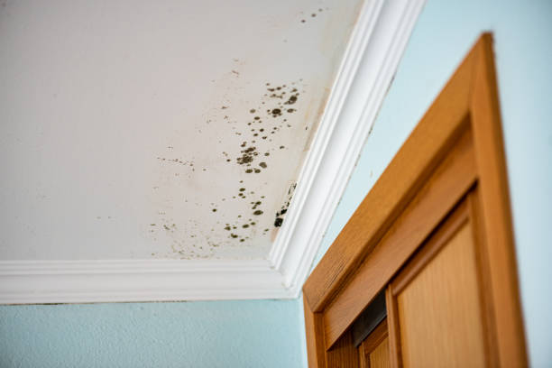 Mold Removal and Inspection in Circle D Kc Estates, TX